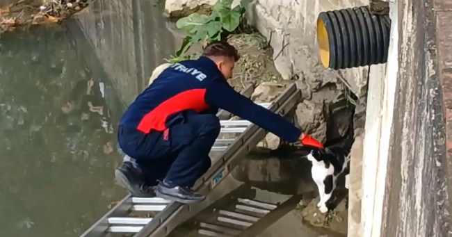 Çaya düşen kediyi itfaiye kurtardı