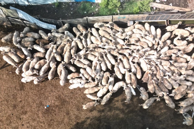 Kocaeli Büyükşehir'in koç desteğiyle 5.400 kuzu doğdu