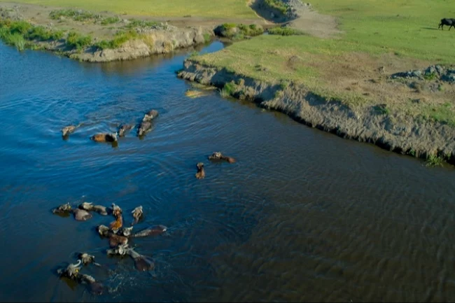 Kayseri Büyükşehir'den manda üreticisine destek