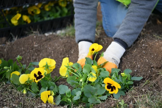 Kocaeli Çayırova'da mevsimlik çiçek ekimi