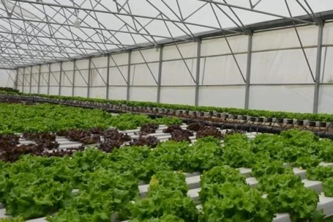 Türkiye'de topraksız tarım pazarı büyüyor