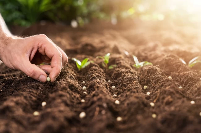 Denizli Büyükşehir'den çiftçilere 50 bin zeytin fidanı