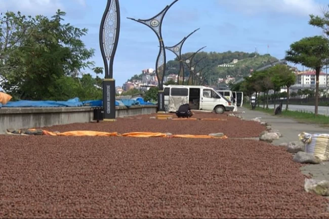 Fındık Giresun'da mekanları değiştirip dönüştürüyor