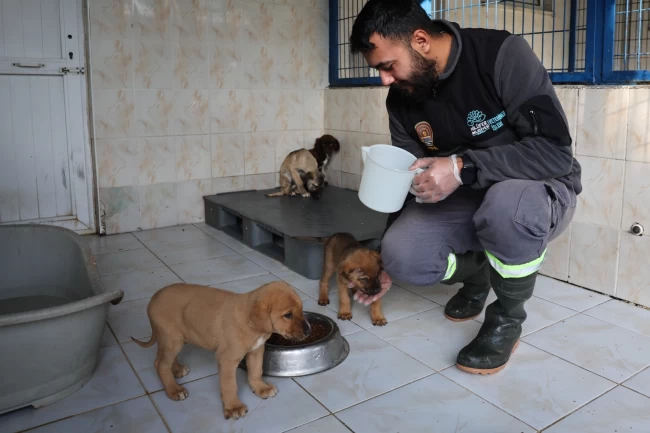Bursa Nilüfer'deki sahipsiz canlar sıcak yuvalarını bekliyor