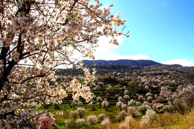 Mardin Yeşilli'de renk cümbüşü (ÖZEL HABER)