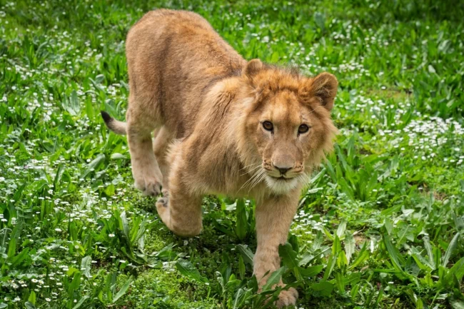 İzmir'de bir çiftlikten kurtarılan yavru aslan koruma altına alındı