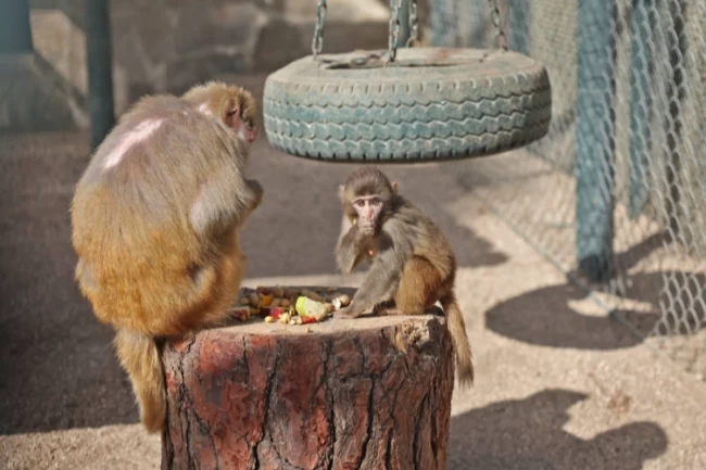 Yavru maymun ‘Fıstık' yeni ailesine alıştı