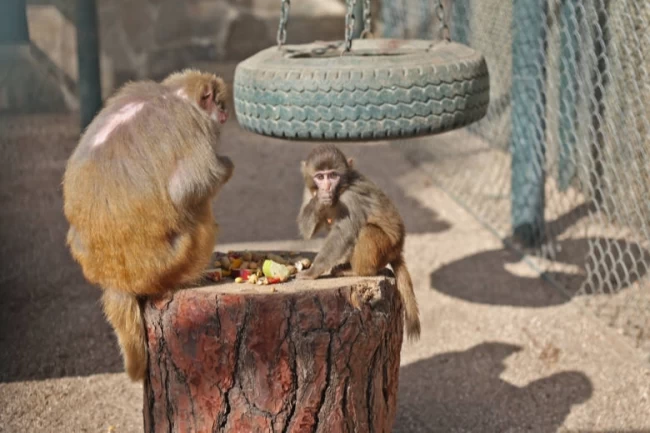 Antalya'da yavru maymun ‘Fıstık' yeni ailesine alıştı