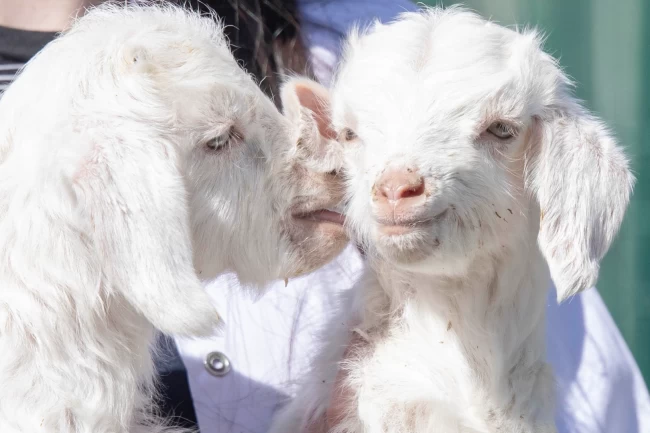 Doğal yaşam parkı'nda yavru heyecanı