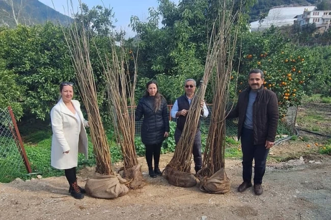Antalya Büyükşehir'den dut fidanı desteği