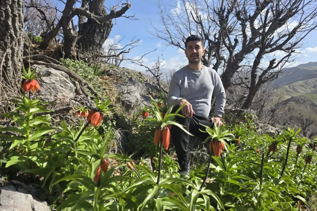 Batman Sason'da ters laleler görücüye çıktı