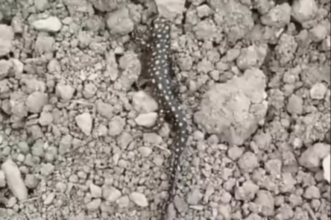 'Anadolu Benekli Semenderi' Nisan yağmurlarıyla görüntülendi