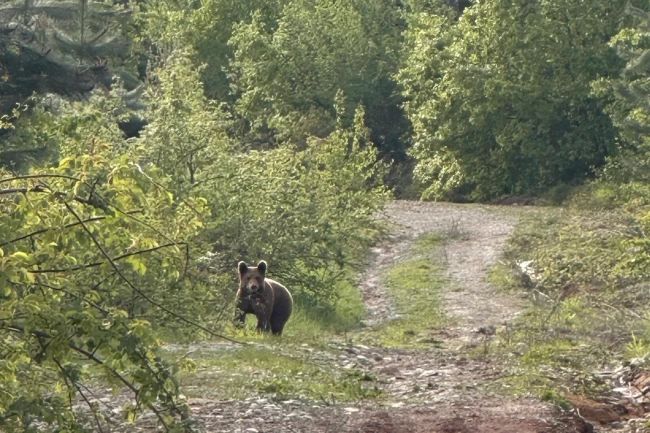 Düzce Kaynaşlı'da piknik yapanların sürpriz misafiri!