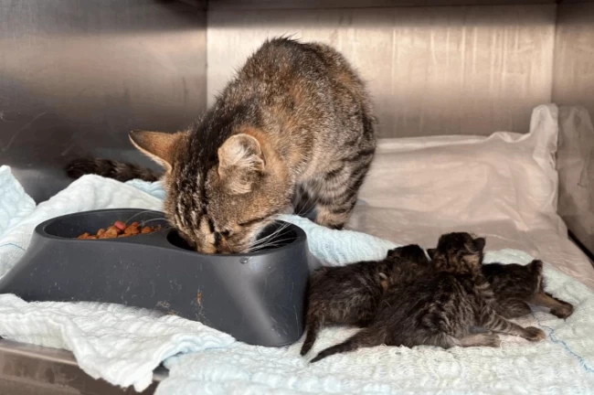 Balıkesir Büyükşehir'in hızlı müdahalesi hayat kurtardı