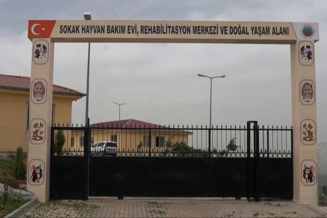 Siirt'te sokak hayvanları için dev proje