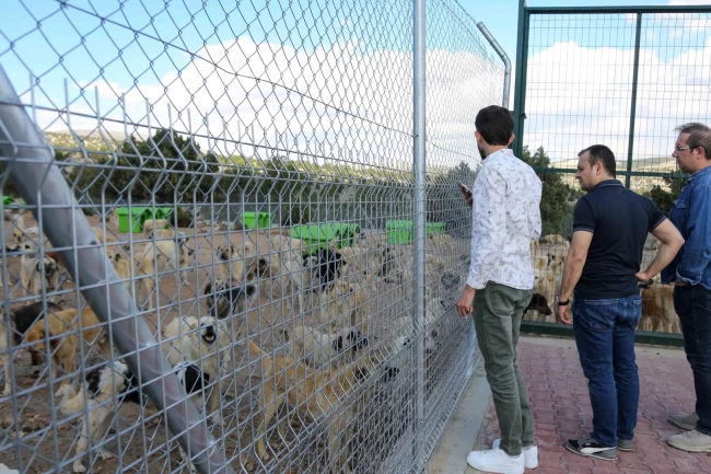 Konya Meram sahipsiz hayvan doğal yaşam alanı Türkiye'ye örnek oldu