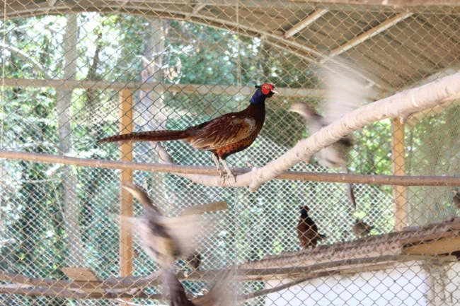 Kahverengi kokarcaya karşı sülün desteği