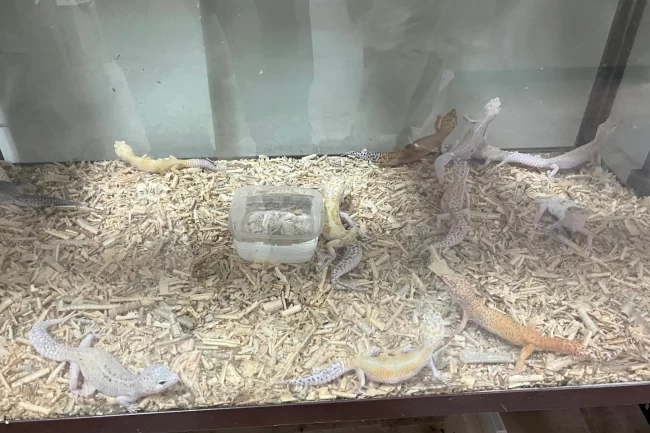 Bursa'da egzotik hayvan kaçakçılığına darbe!