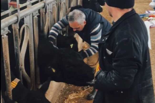 26 ilde hayvan sağlığı seferberliği... Aşılama ve hastalık taramaları sürüyor