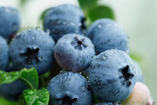 Yaban Mersini üreticileri için Bursa'da tek çatıda... Uludağ Blueberry Birliği kuruldu