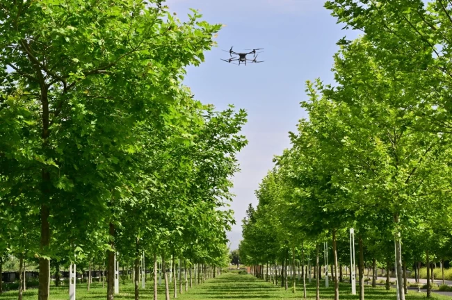 Manisa'da haşereyle mücadeleye aralıksız devam ediyor