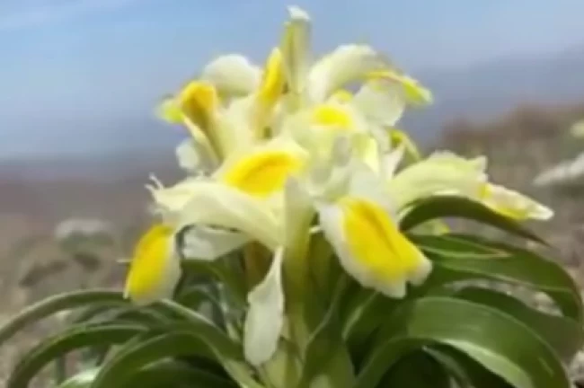 Peşmen Nevruzu Malatya'da çiçek açtı! Koparılırsa 557 bin 212 TL cezası var!