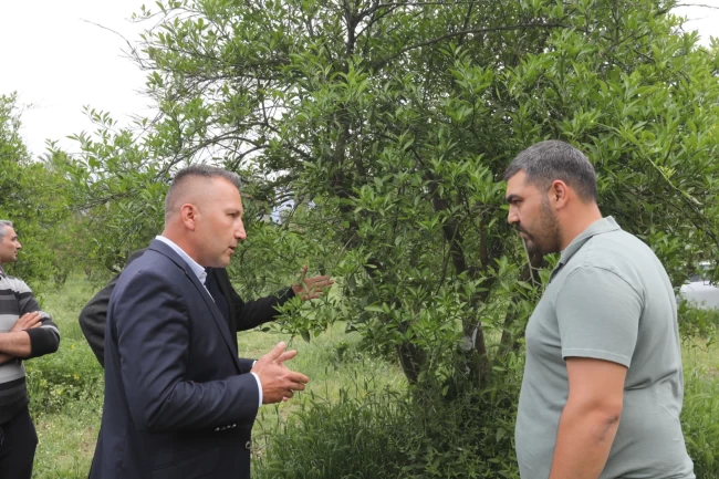 Muğla'da zirai donun yaraları sarıldı