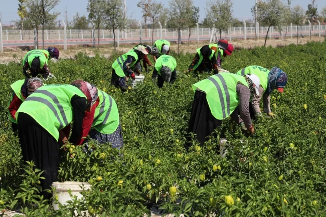 Binlerce yıllık Ata tohumları Karatay'da hayat buluyor
