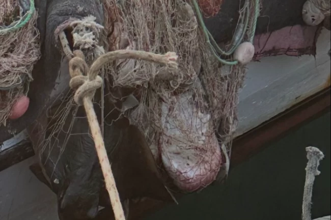 İzmir'de su ürünleri denetimlerinde ceza yağdı