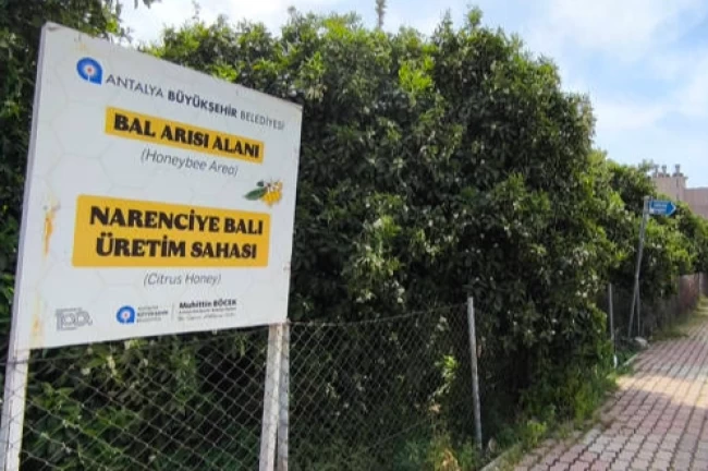 Antalya'da 'Narenciye Balı' koruma altında