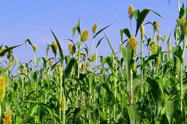 İzmir'de üreticilere Sorgum Sudan Otu Tohumu dağıtıldı