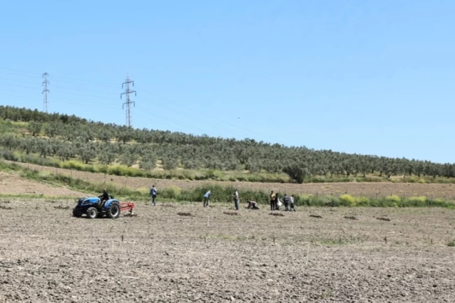 Bursa Nilüfer'den Konaklı'ya 800 zeytin fidanı