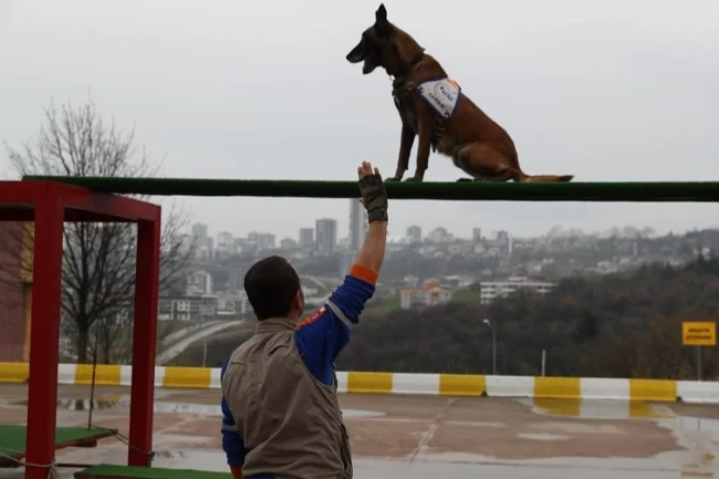 Afet köpeklerine detaylı yönetmelik... Köpekli Arama Timi Yönetmeliği yayımlandı