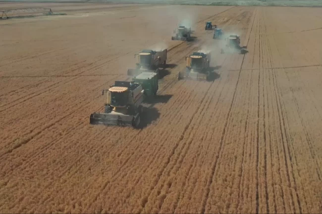 Şanlıurfa Ceylanpınar'da yılın ilk hasadı