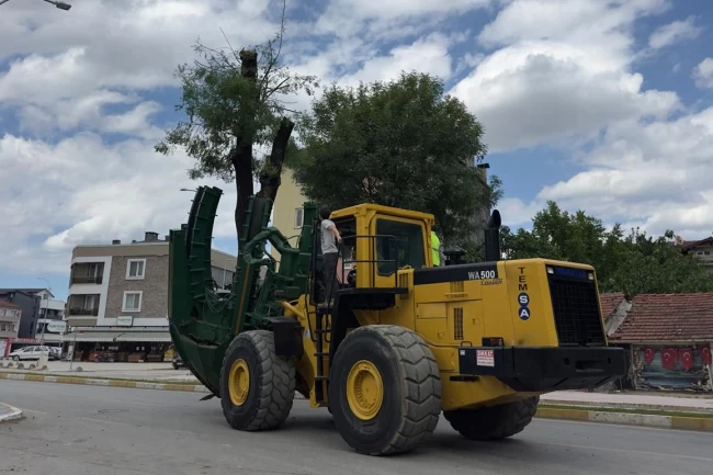 Sakarya sökülen her ağaç başka alanda yaşatılıyor