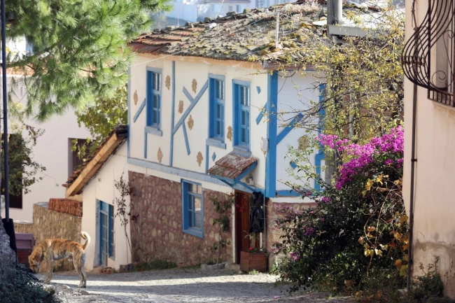 Bursa Mudanya'da 'Tirilye Zeytin Çiçeği Festivali'ne hazırlığı