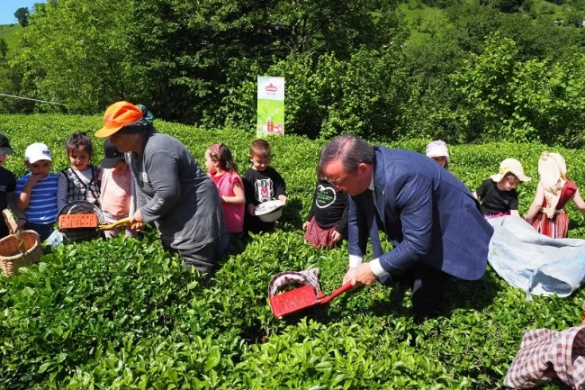 Çay hasadında çocuklarla gelenek bozulmadı
