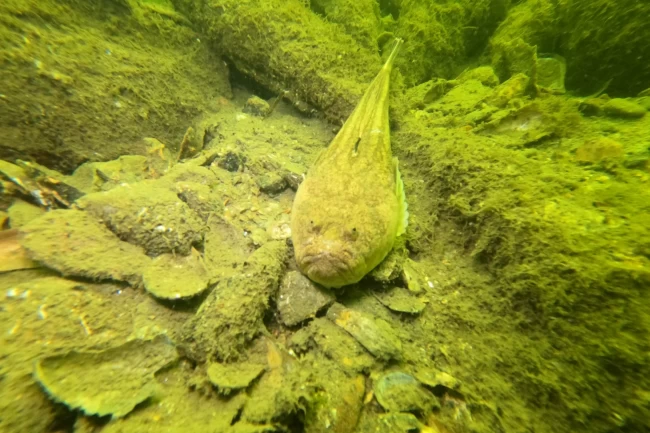 Gemlik Körfezi'nde dalgıçlardan dip temizliği