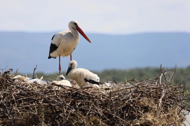 ‘Bursa Leylek Şenliği' coşkuyla başladı