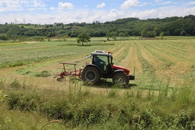 Kocaeli'de 'süt otu' hasadı başladı