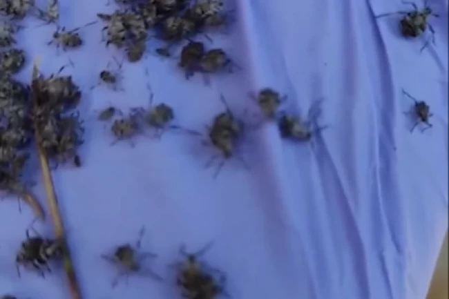 Ankara Etimesgut Belediyesi: Kene değil, endişeye gerek yok