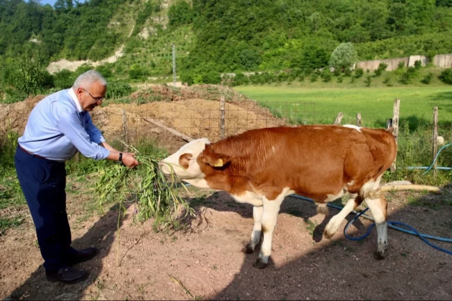 Ordu'da besicilerin yüzü güldü