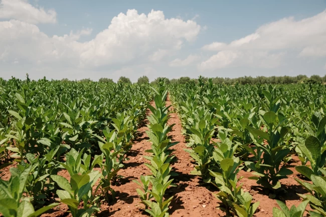 Tütün İhracatı 1 milyar doları aştı