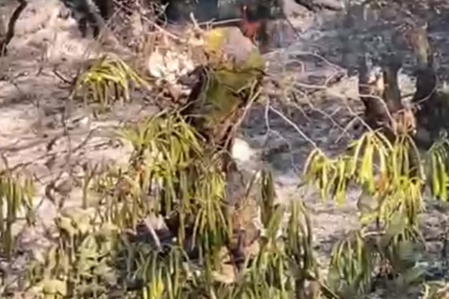 Düzce'de orman yangını korkuttu!