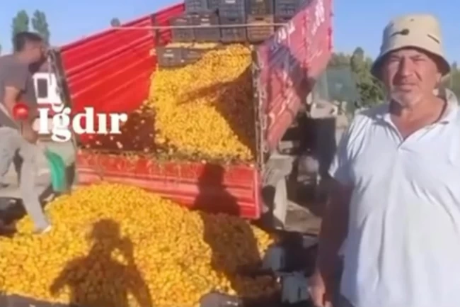 1 TL'lik kayısı paylaşımı 1,4 milyon TL cezaya patladı! Yanıltıcı paylaşıma milyon liralık ceza!