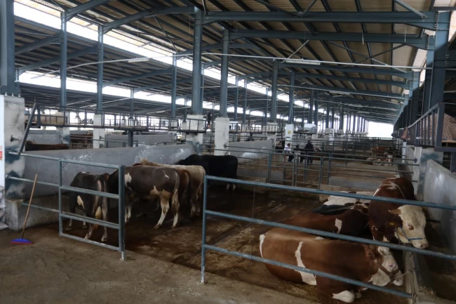 Bursa İnegöl'de hayvan pazarları 'belirsiz süre' kapatıldı