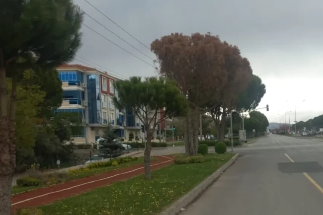 Muğla'da güvenlik ve estetik için kurumuş ağaçlar kaldırılıyor