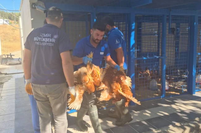 Yangından kurtarılan tavuklarına kavuştu