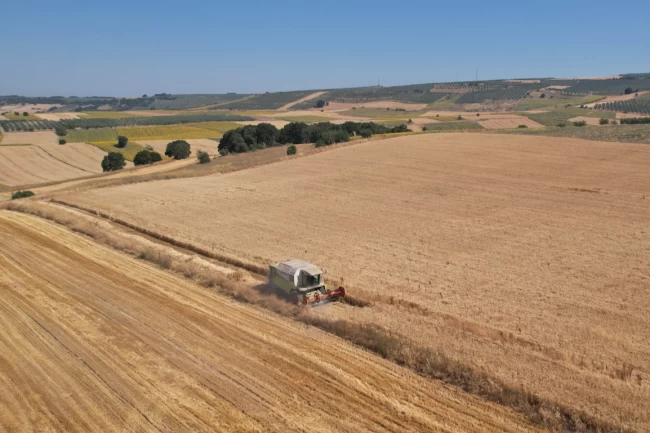 Bursa Nilüfer'de buğday hasadı başladı