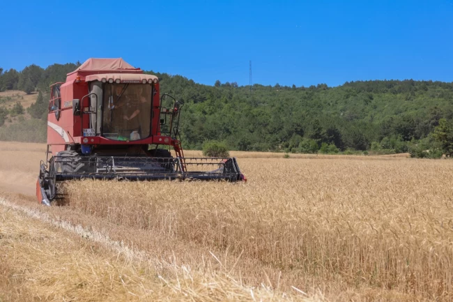 Bilecik'te 75 bin ton buğday üretildi